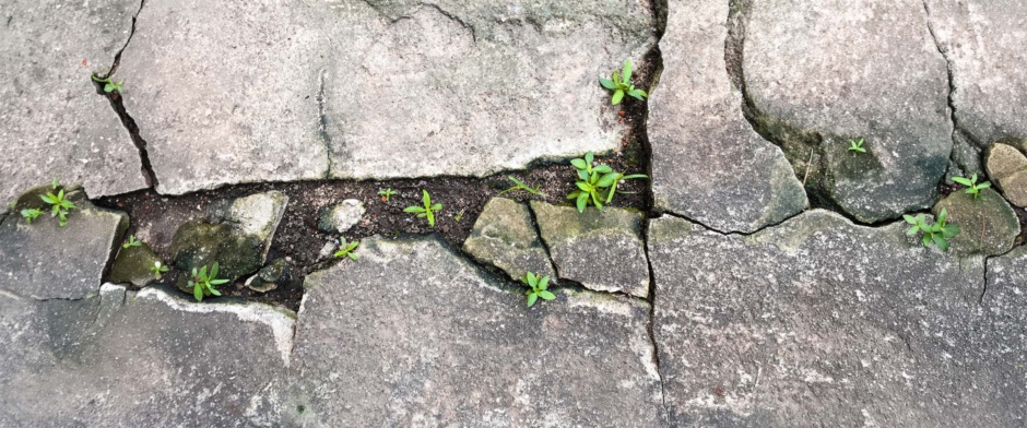 Eine Betonfläche mit Rissen, durch die Pflanzen wachsen.